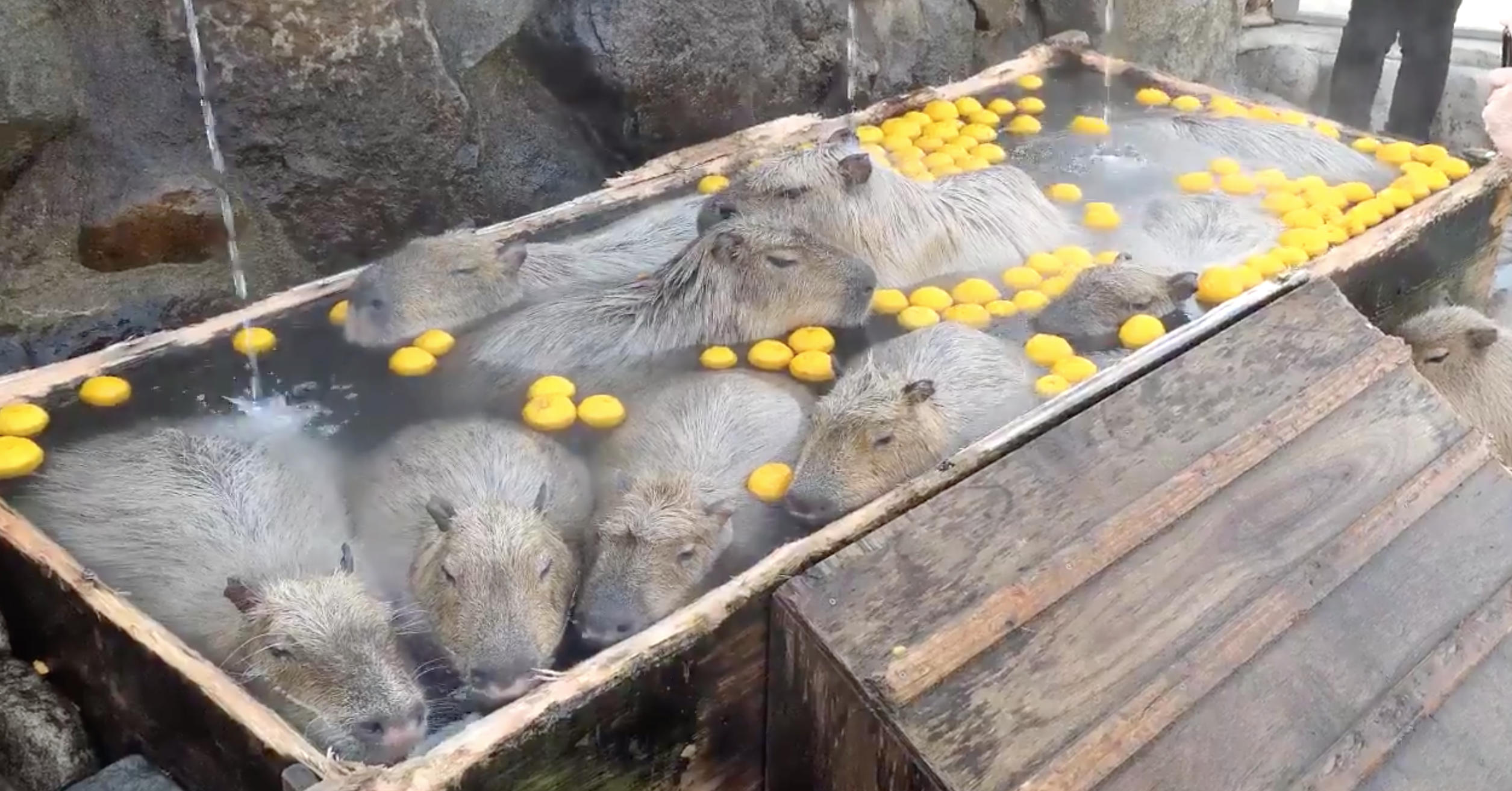 В зоопарке принимают. Капибара. Капибара в ванне. Капибара в бассейне с апельсинами. Капибары в апельсиновой ванне.