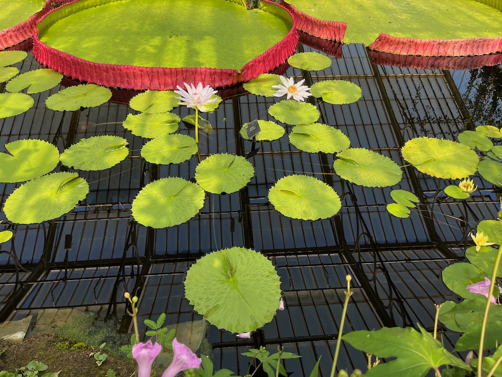 waterlilies 2