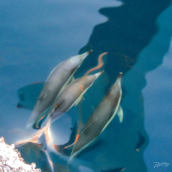 fc5996b8ad602eb1ac3a4f9a20116115