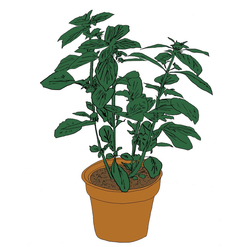 Music To Watch Seeds Grow By 008: Salamanda (Basil)