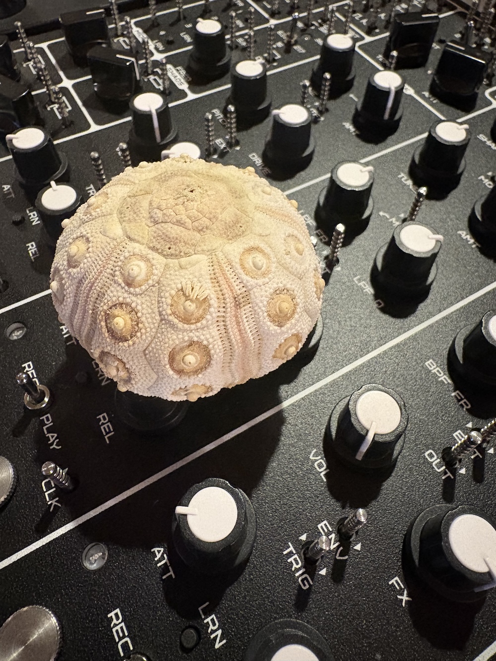 Sea Urchin Vs Machine