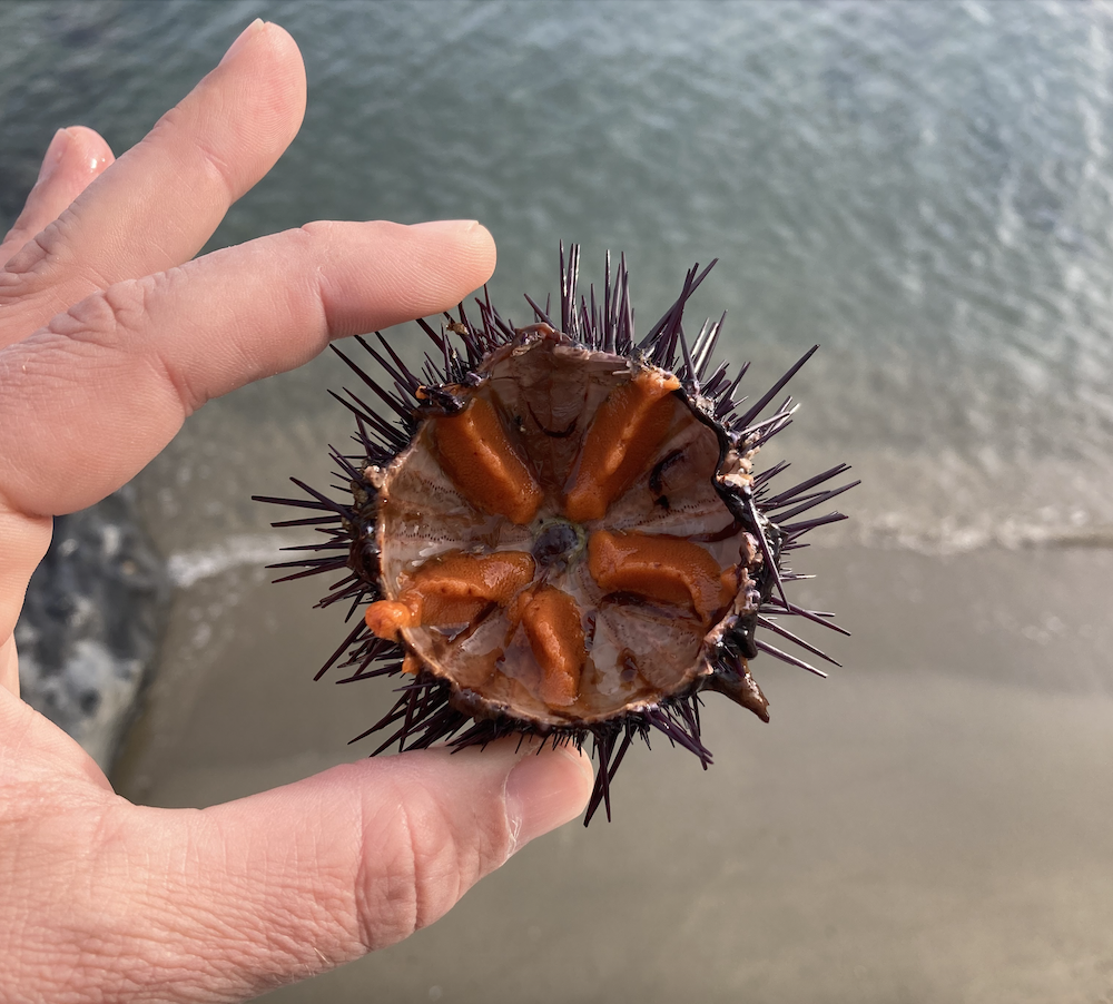 Sea Urchins