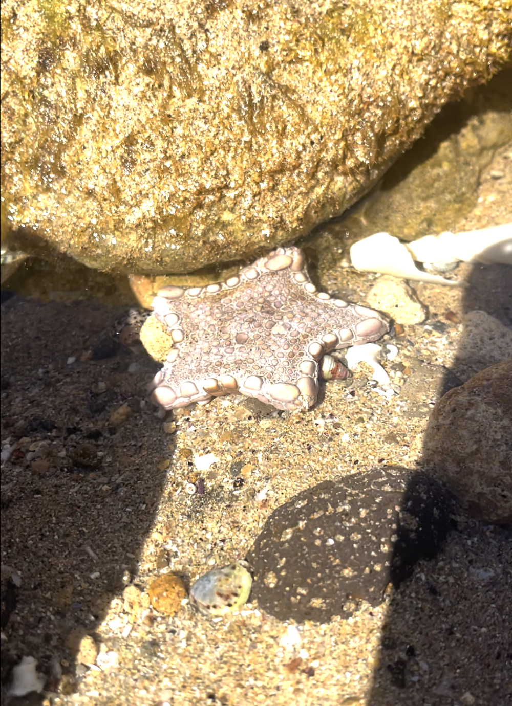 STARFISH
