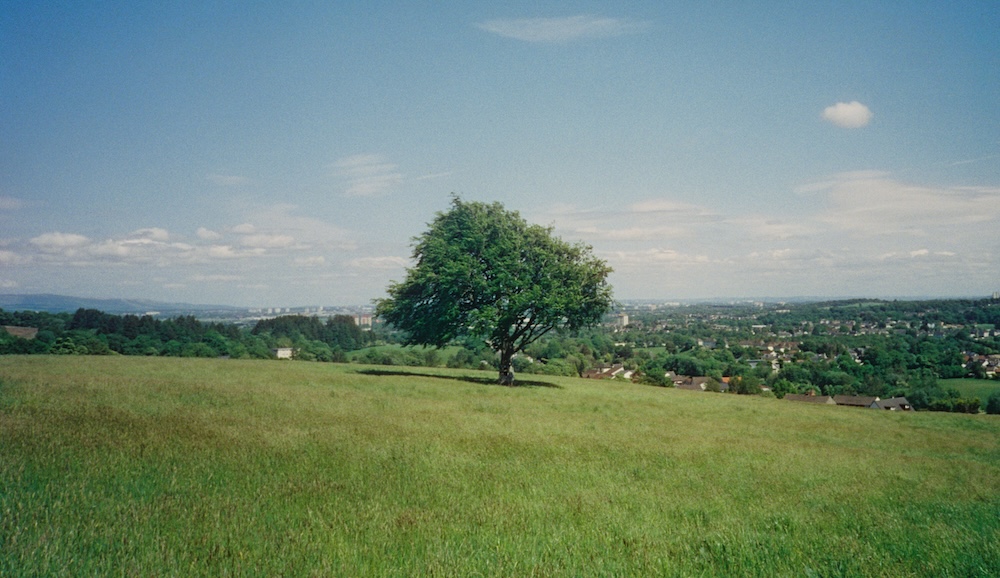 tree overlooking Glasgow